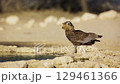Bateleur Eagle in Kgalagadi transfrontier park, South Africa 129461366