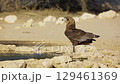 Bateleur Eagle in Kgalagadi transfrontier park, South Africa 129461369