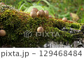 Puffball mushrooms growing on mossy log 129468484