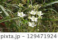 Umebachisou's flower 129471924