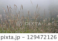 Japanese pampas grass wet with rain 129472126