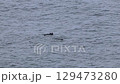 海獺 129473280
