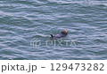 海獺 129473282