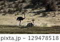 African Ostrich in Kgalagadi transfrontier park, South Africa 129478518