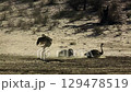African Ostrich in Kgalagadi transfrontier park, South Africa 129478519