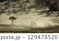 African Ostrich in Kgalagadi transfrontier park, South Africa 129478520