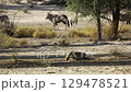 South African Oryx in Kgalagadi transfrontier park, South Africa 129478521