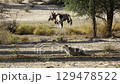 South African Oryx in Kgalagadi transfrontier park, South Africa 129478522