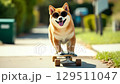 A funny shiba inu dog wearing cool sunglasses riding a skateboard down a sunny sidewalk footage. 129511047