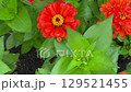 Vertical slider shot of rain-soaked red-orange zinnias Vertical slider shot of rain-soaked red-orange zinnias 129521455