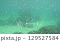 The underwater world of Ishigaki Island, tropical fish swarming among the corals 129527584