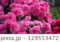 Azalea bud flower. Rhododendron plant in garden 129553472