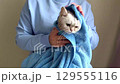 A girl wipes after bathing, a funny white British cat , wrapped in a blue towel 129555116