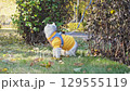 White cat in yellow sweater exploring autumn garden on leash 129555119