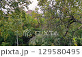 Beautiful Landscape With Trees And Mountains 129580495