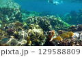 Beautiful coral reefs scene in Koh lipe or Lipe islands in Satun Province, Thailand	 129588809