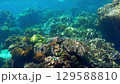 Beautiful coral reefs scene in Koh lipe or Lipe islands in Satun Province, Thailand	 129588810