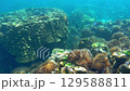 Beautiful coral reefs scene in Koh lipe or Lipe islands in Satun Province, Thailand	 129588811