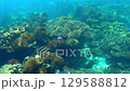 Beautiful coral reefs scene in Koh lipe or Lipe islands in Satun Province, Thailand	 129588812