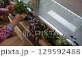 Sprinkles flowers on the windowsill at home. Woman takes care of house plants. Window garden. Pelargonium and Tradescantia 129592488