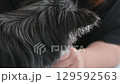 Owner and his dog, a long-coated Chihuahua, playing with a handmade toy 129592563