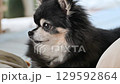 Elderly dog relaxing on a cushion - Long-coated Chihuahua 129592864