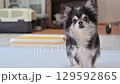 A Chihuahua follows treats being thrown to him and eats them 129592865