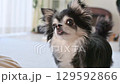 A Chihuahua follows treats being thrown to him and eats them 129592866