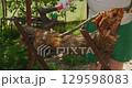 A man prepares firewood by chopping thick branches A gardener wearing protective gloves chops branches from a large log with a sharp axe, preparing firewood in a sunny garden for sustainable heating. 129598083