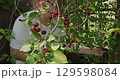 Mature red cherries hanging from verdant branches, carefully being picked by woman in white t-shirt during bright summer garden harvest, showcasing organic fruit cultivation. 129598084
