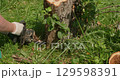 Professional gardener removing old apple tree stump using chainsaw, meticulously clearing ground for landscape renovation and new planting preparation. 129598391