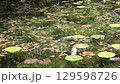Monet's Pond in Summer: Water Lilies Monet's Pond in Summer: Water Lilies 129598726