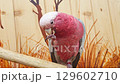 Footage of the pink cockatoo. Birds 129602710