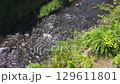 4K 夏の神奈川県：暑い日に流れる小さな川の映像（川音あり） 129611801