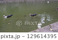 池を泳ぐアヒルたち 129614395