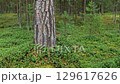 Clean pine forest with cowberry bushes and red ripe berries. 129617626