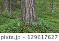 Clean pine forest with cowberry bushes and red ripe berries. 129617627