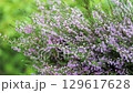 Close up of pink heather in a summer forest 129617628