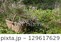 Pink wild heather in a basket in a forest. 129617629