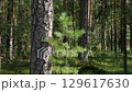 Woodland, Pine tree trunks in forest. Smooth trunks of pine trees in the forest. 129617630