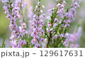 Close up of pink heather in a summer forest 129617631