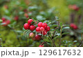 Red ripe lingonberry (cowberry) with leaves in the forest. 129617632