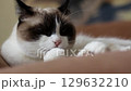 Siamese tabby cat lies on couch while grooming itself indoors. Candid peaceful moment of pet life. 129632210