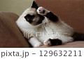 Siamese tabby cat lies on couch while grooming itself in calm indoor setting with soft lighting. 129632211