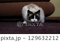 Siamese cat playing with cat toy trying to catch his prey. Play with domestic cat in home settings. 129632212