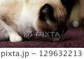 Candid footage of cat sniffing something on floor that smelled really bad. Shows emotion of disgust. Pet behavior theme. 129632213