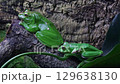 Lively Frogs in a Natural Habitat 129638130