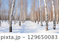 穿過白雪皚皚的白樺林的視頻，自然的冬季風景 129650083