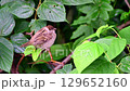 雀の幼鳥 129652160