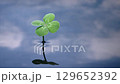 Four-leaf clover and ripples reflected on the water surface 129652392